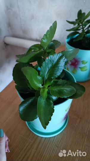 Комнатные растения