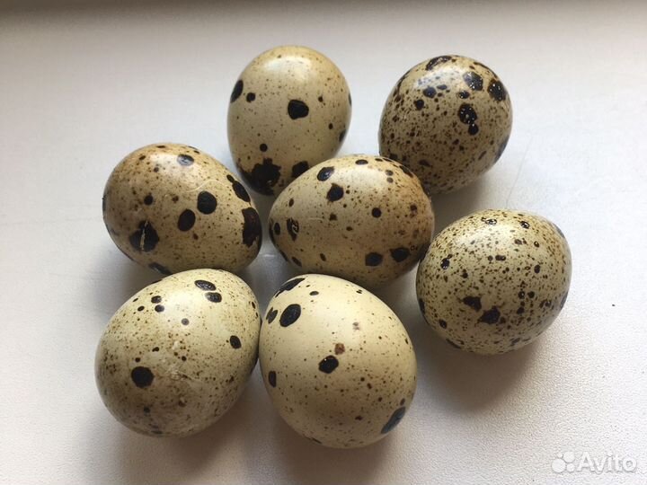 Перепела;мясо