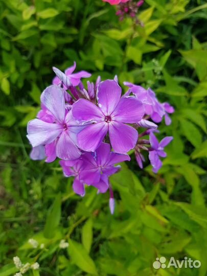 Флоксы сортовые