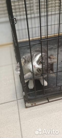 Красавчик изе дом