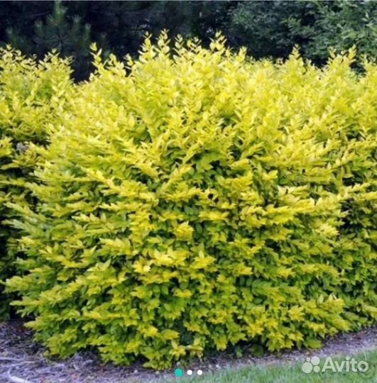 Бирючина золотистая (Aureum)