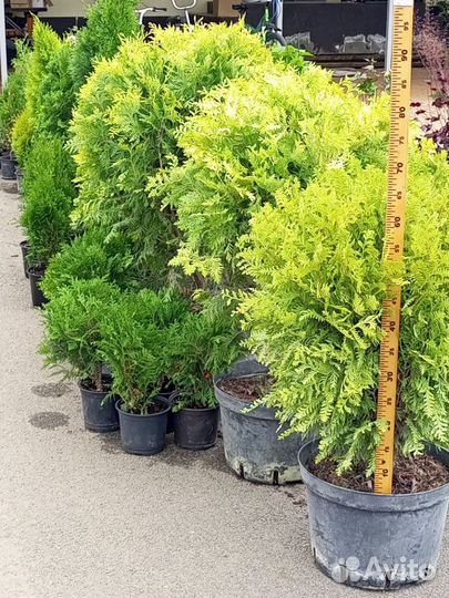 Туи и можжевельники