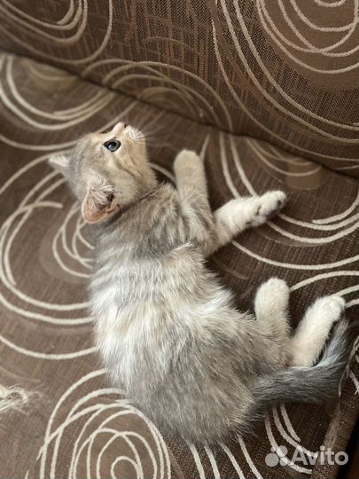 Котята бесплатно