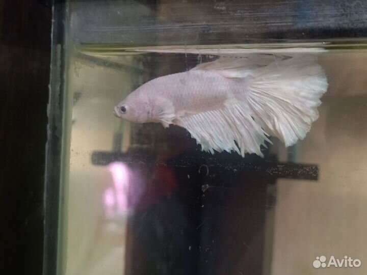 Разная рыба возможна доставка в Липецк или Грязи