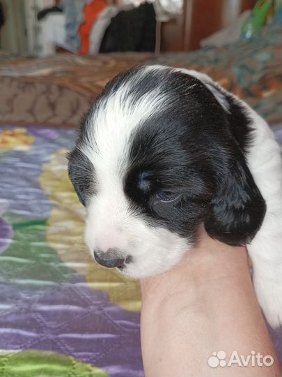 Русский охотничий спаниель щенки