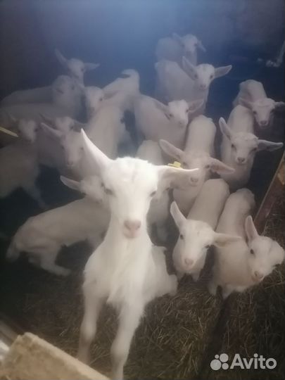 Козочки, козлята Заанкнской породы, Нубийцы