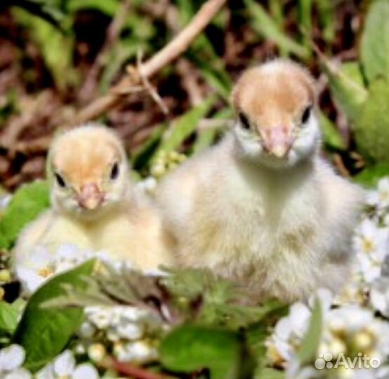 Индюшата биг-6