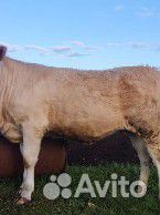 Телка на племя