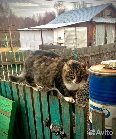 Кот в добрые руки