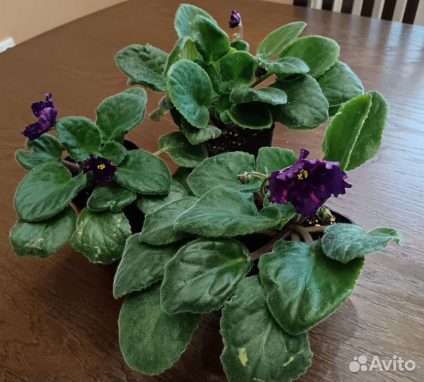 Комнатные растения