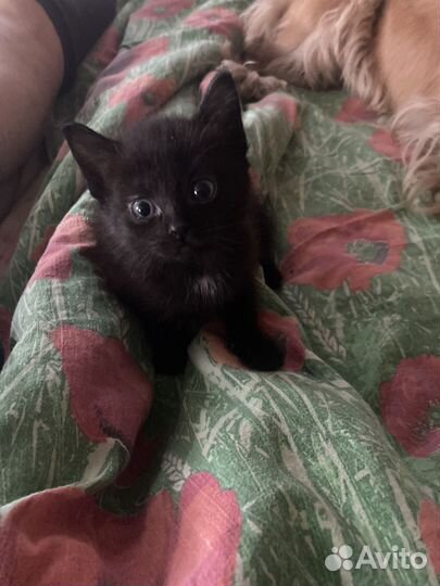 Котята черные