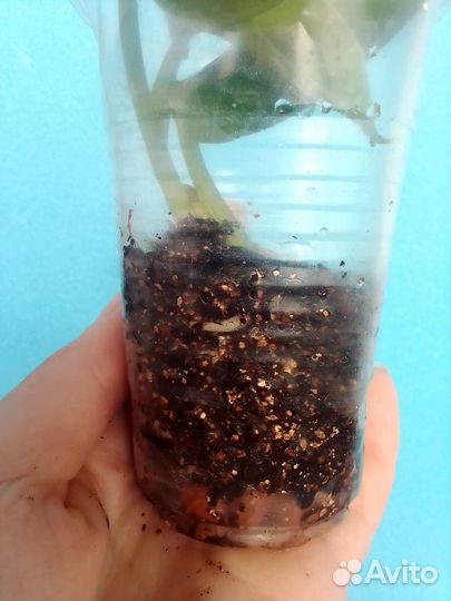 Сциндапсус Сильвер Энн, сциндапсус Экзотика