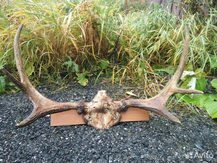 Продам рога лося