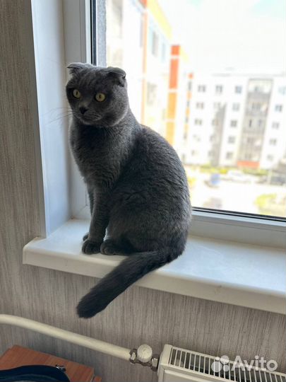 Шотландский кот
