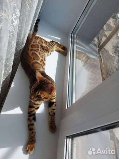 Бенгальский Кот вязка