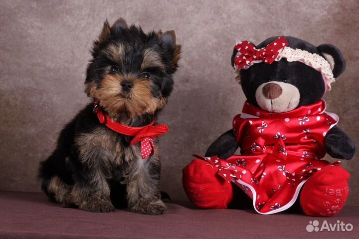 Йорка (резерв) Бесспорная Фаворитка РКФ