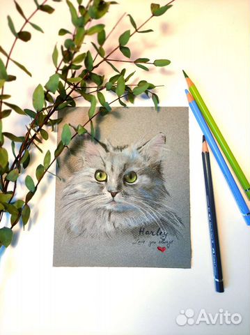 Портрет британского длинношерстного кота