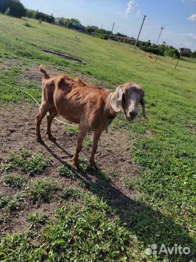 Нубийская коза - продам