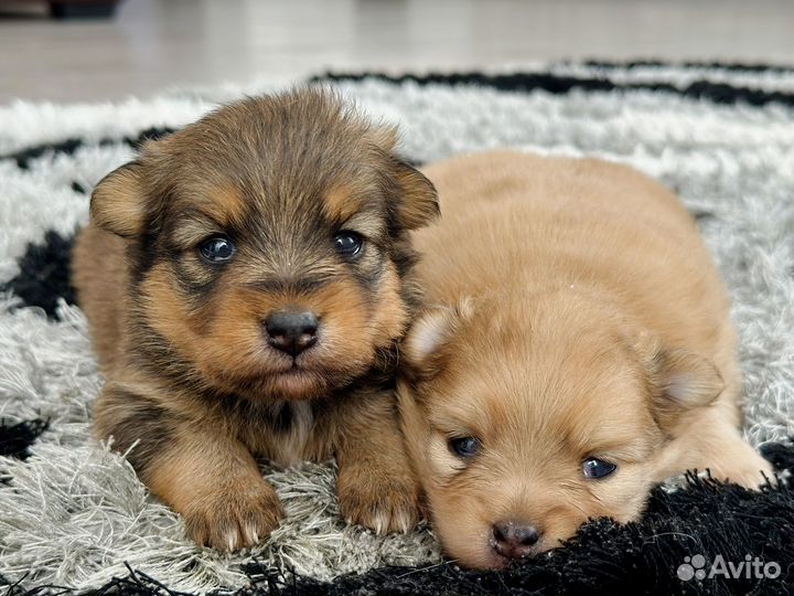 Щенки шпица