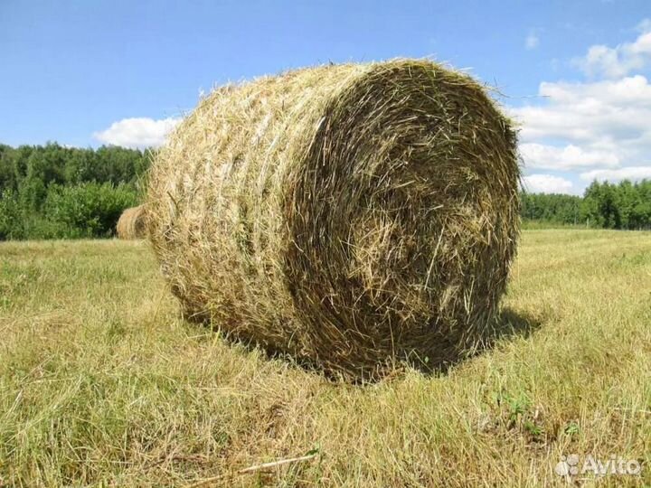 Сено С доставкой (рулоны 350кг)