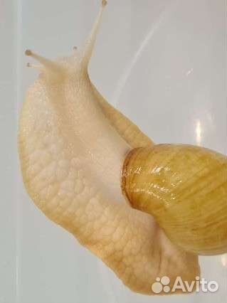 Улитка ахатина