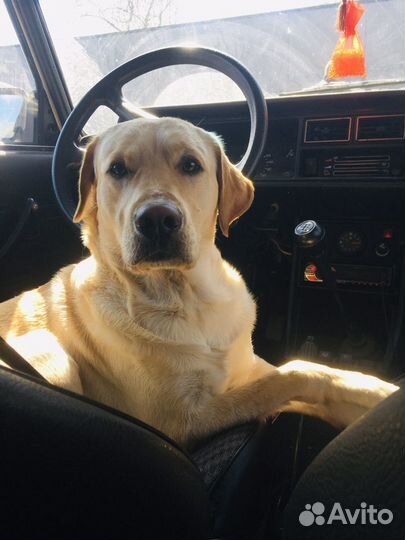 Собака для вязки