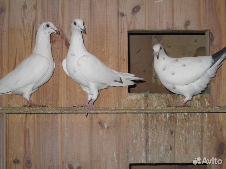Продаются голуби
