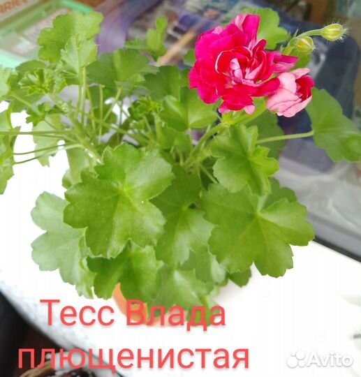 Плющенистая пеларгония