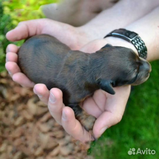 Такса кроличья/миниатюрная длинношерстная