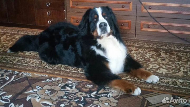 Передержка животных