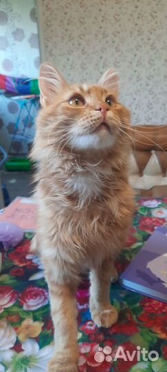 Кот Портос