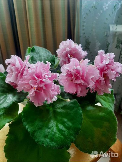 Фиалка цветущая в горшке