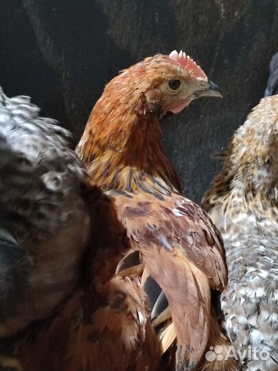 Пасхальные цыплятки