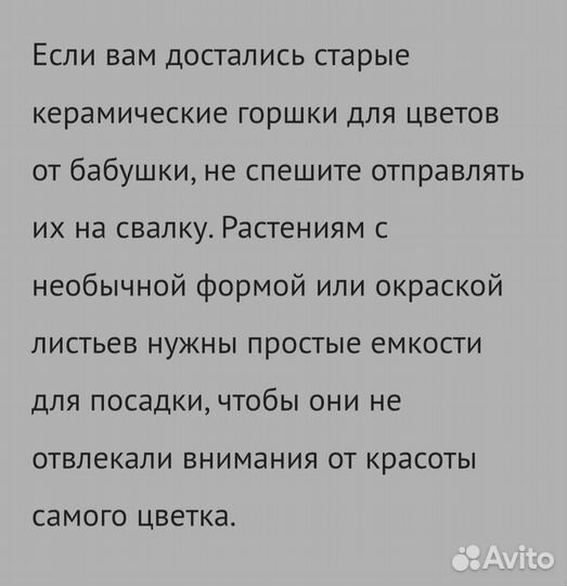 Комнатные цветы Оксалис