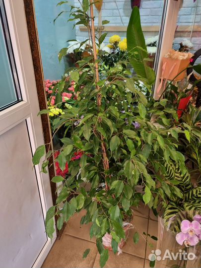 Фикус бенджамина