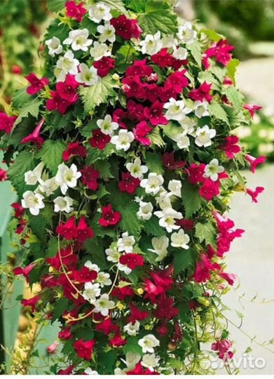 Цветок лофос