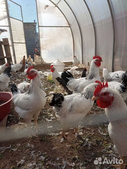 Молодые петухи