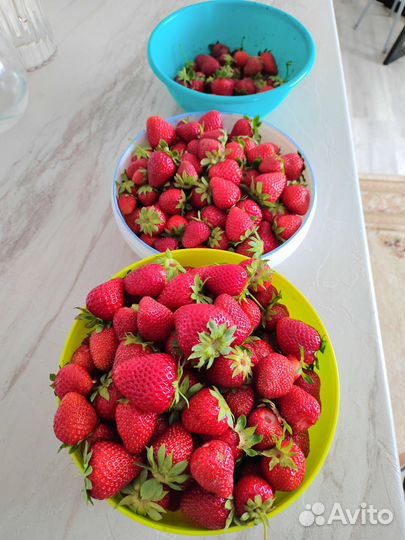 Продам усы ремонтантной клубники