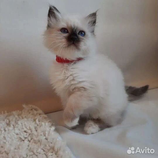 Котенок редкой породы