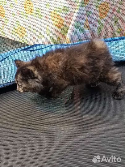 Курильский бобтейл