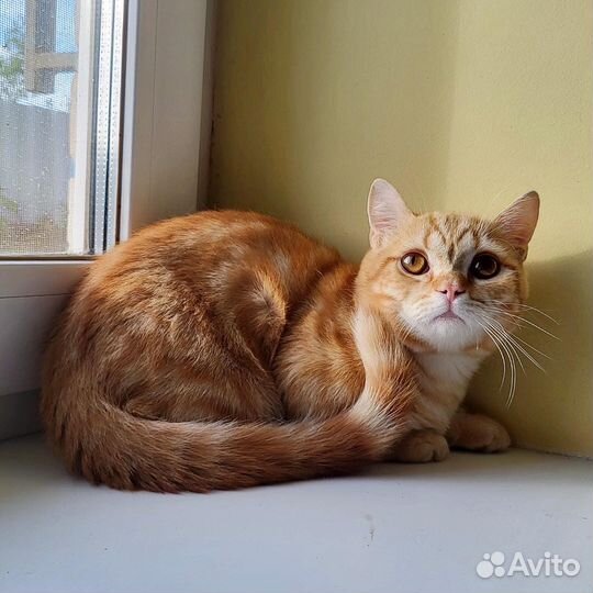 Мальчик на коротких лапках