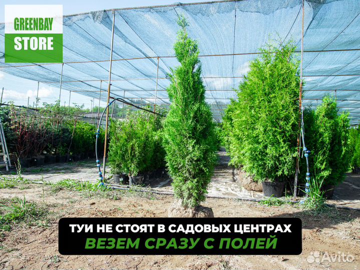 Туя Cмарагд оптом и в розницу