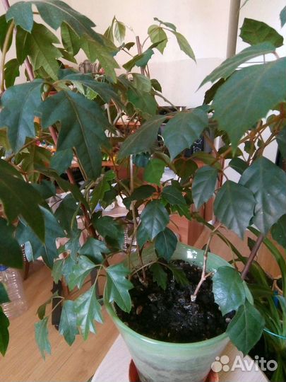 Комнатные растения