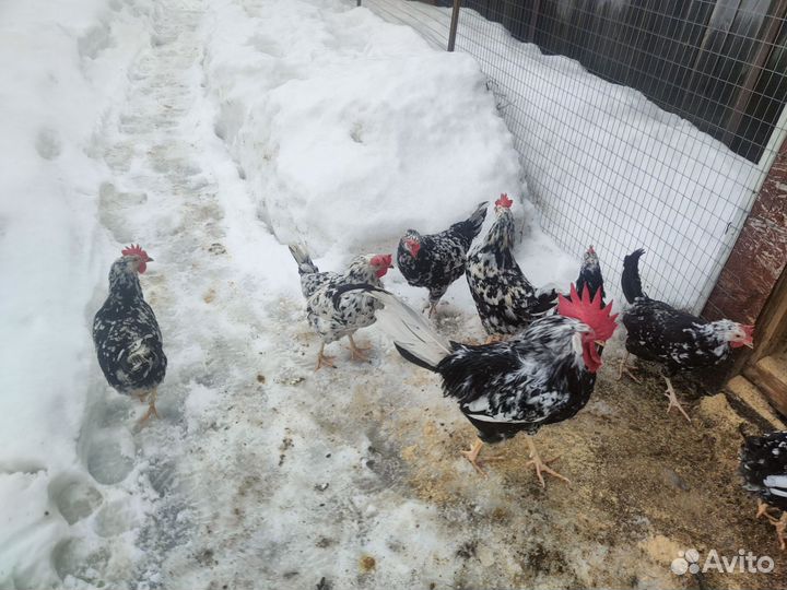 Инкубационное яйцо Леггорн