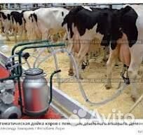 Дояр вахта в Краснодарском крае