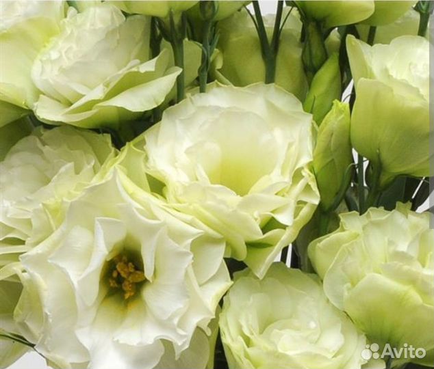 Рассада эустомы