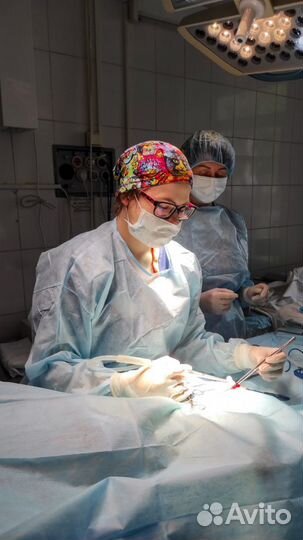 Стерилизация и кастрация кошек и собаки