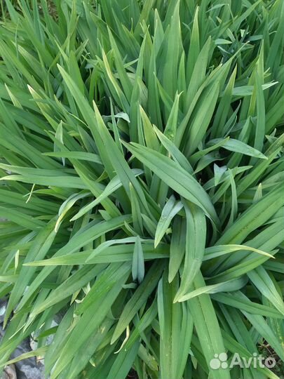 Цветы разные