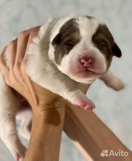 Лапуськи -щенки совсем крошки