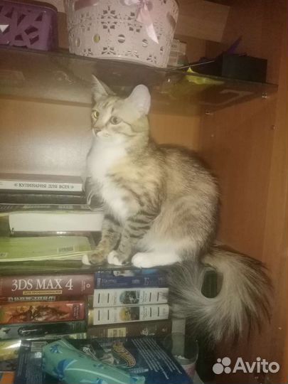 Кошка в дар бесплатно
